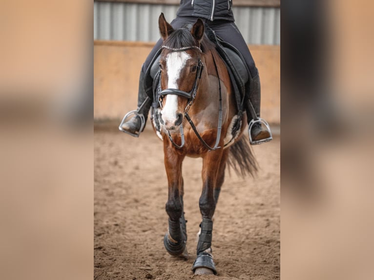 Cavallo da sella tedesco Giumenta 15 Anni 160 cm Baio in Lederbach