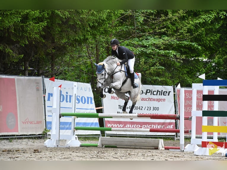 Cavallo da sella tedesco Giumenta 15 Anni 162 cm Falbo baio in Horitschon