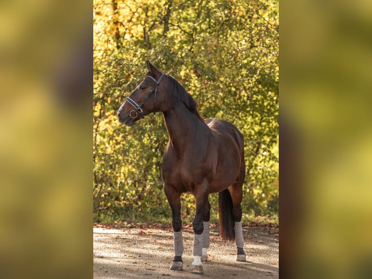 Cavallo da sella tedesco Giumenta 15 Anni 165 cm Baio scuro in Großmehring
