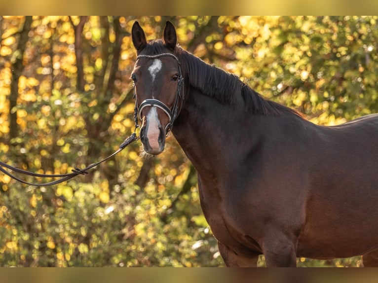 Cavallo da sella tedesco Giumenta 15 Anni 165 cm Baio scuro in Großmehring