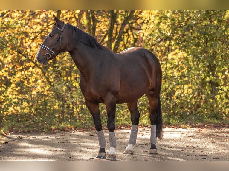 Cavallo da sella tedesco Giumenta 15 Anni 165 cm Baio scuro in Großmehring