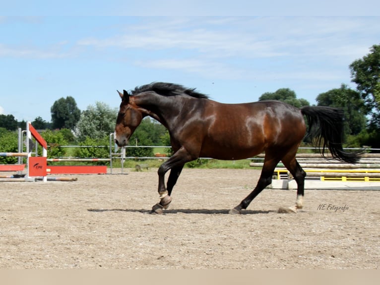 Cavallo da sella tedesco Giumenta 15 Anni 165 cm Baio scuro in Großmehring