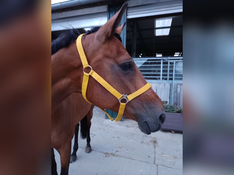 Cavallo da sella tedesco Giumenta 15 Anni 167 cm Baio in Wesel