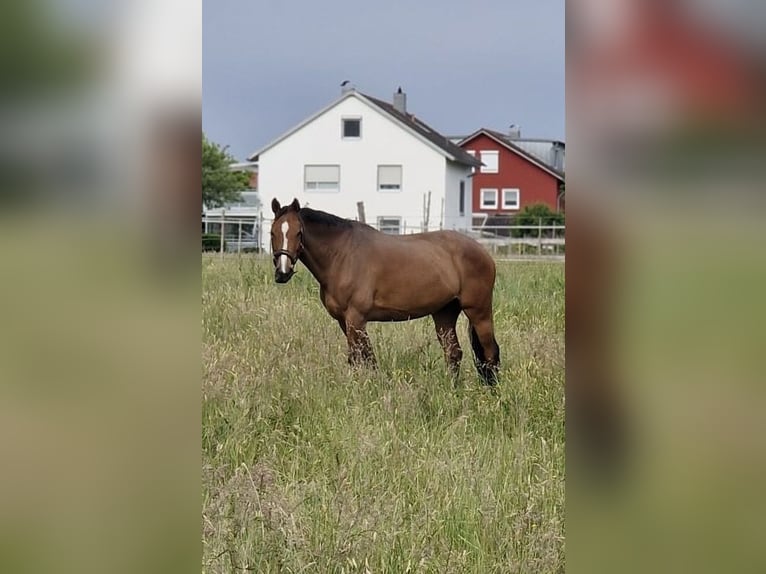 Cavallo da sella tedesco Giumenta 15 Anni 167 cm Baio in Friedrichshafen