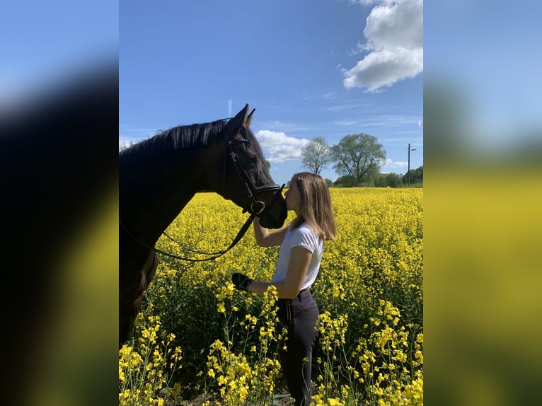 Cavallo da sella tedesco Giumenta 15 Anni 169 cm Baio in Lübeck-Wulfsdorf