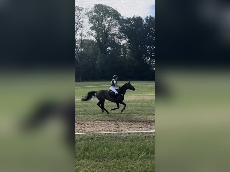 Cavallo da sella tedesco Giumenta 15 Anni 169 cm Baio in Lübeck-Wulfsdorf