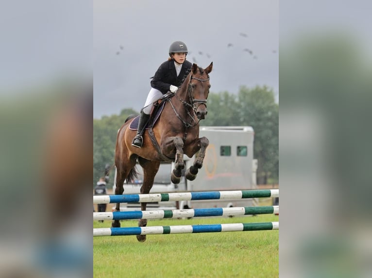 Cavallo da sella tedesco Giumenta 15 Anni 169 cm Baio in Lübeck-Wulfsdorf