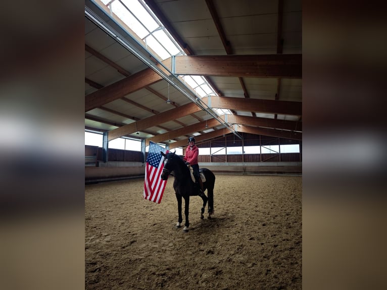 Cavallo da sella tedesco Giumenta 15 Anni 173 cm Baio in Wimsheim