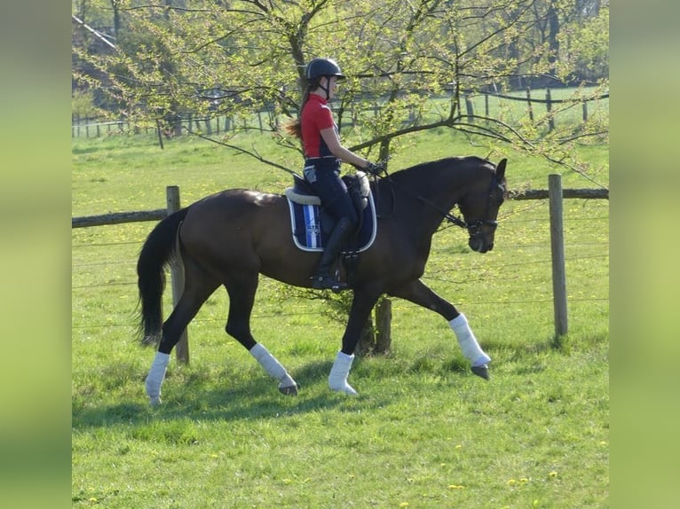 Cavallo da sella tedesco Giumenta 15 Anni 173 cm Baio in Wimsheim