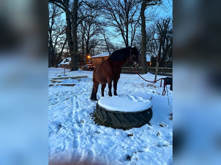 Cavallo da sella tedesco Mix Giumenta 16 Anni 131 cm Baio in Jesteburg