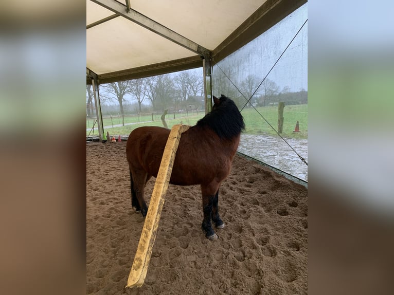 Cavallo da sella tedesco Mix Giumenta 16 Anni 131 cm Baio in Jesteburg