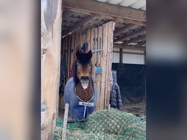 Cavallo da sella tedesco Mix Giumenta 16 Anni 131 cm Baio in Jesteburg