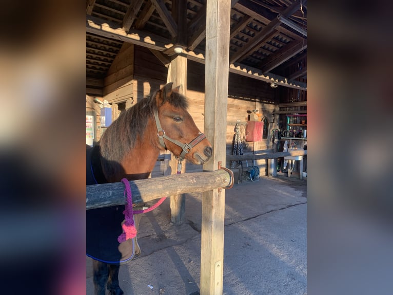 Cavallo da sella tedesco Mix Giumenta 16 Anni 131 cm Baio in Jesteburg