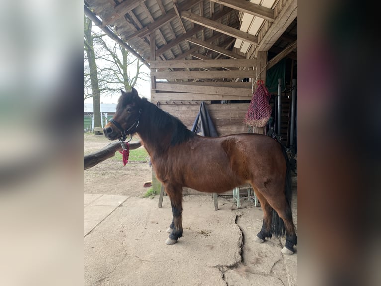 Cavallo da sella tedesco Mix Giumenta 16 Anni 131 cm Baio in Jesteburg