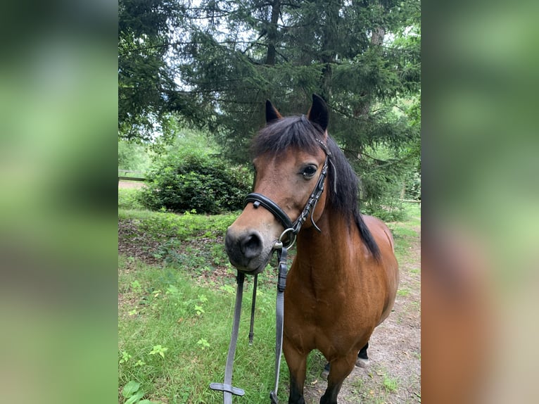 Cavallo da sella tedesco Mix Giumenta 16 Anni 131 cm Baio in Jesteburg