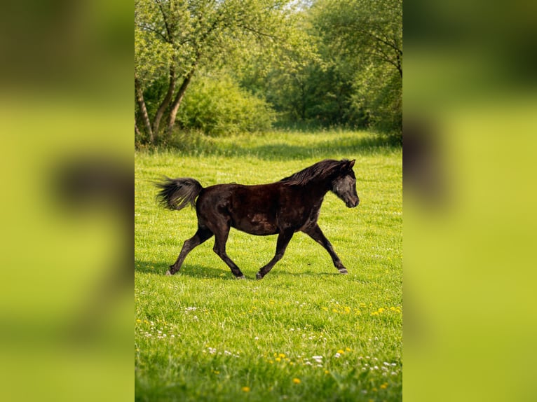 Cavallo da sella tedesco Mix Giumenta 16 Anni 145 cm Morello in Weilrod