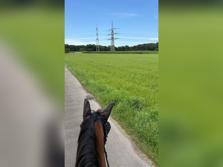 Cavallo da sella tedesco Mix Giumenta 16 Anni 155 cm Baio in Marl