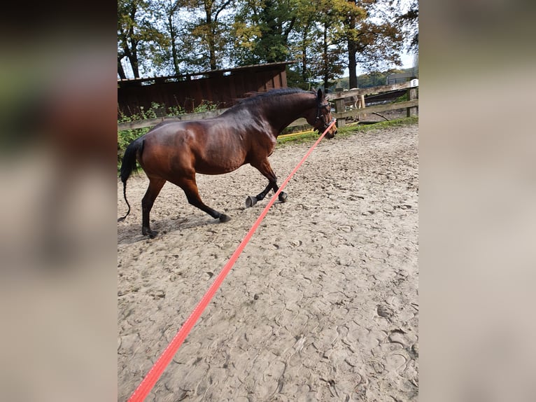 Cavallo da sella tedesco Mix Giumenta 16 Anni 155 cm Baio in Marl