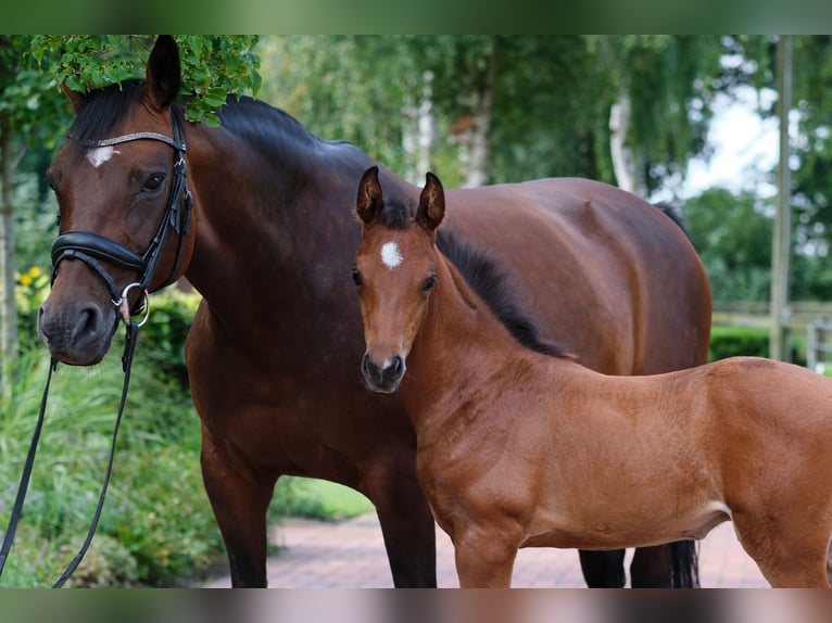 Cavallo da sella tedesco Giumenta 16 Anni 155 cm Baio in Löningen