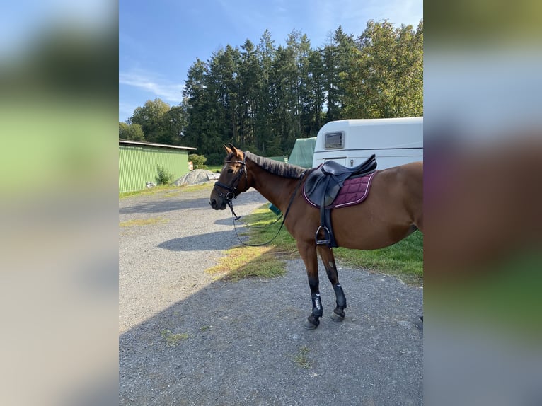 Cavallo da sella tedesco Giumenta 16 Anni 156 cm Baio in Buseck