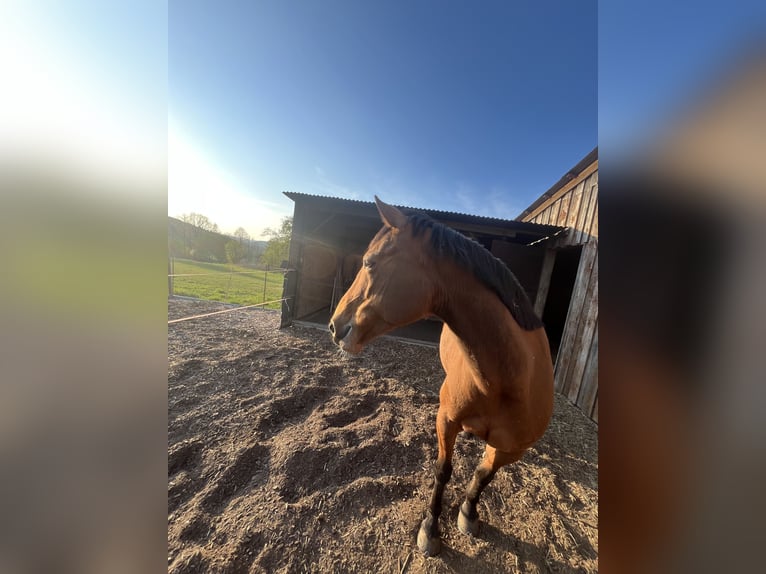 Cavallo da sella tedesco Giumenta 16 Anni 156 cm Baio in Buseck
