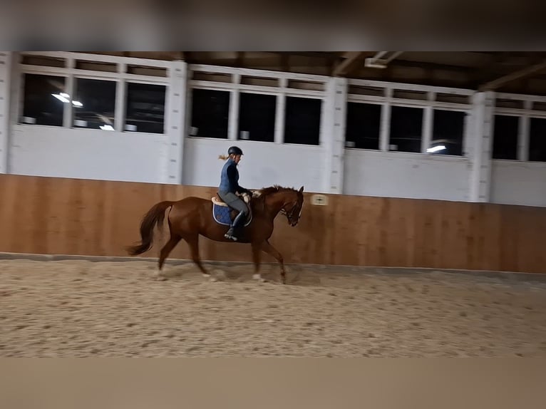 Cavallo da sella tedesco Giumenta 16 Anni 160 cm Sauro ciliegia in Gerwisch