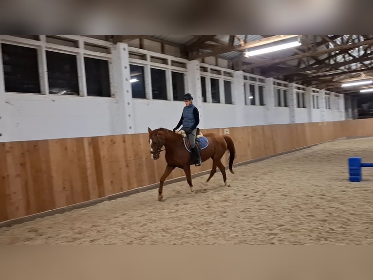 Cavallo da sella tedesco Giumenta 16 Anni 160 cm Sauro ciliegia in Gerwisch