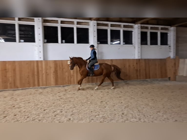 Cavallo da sella tedesco Giumenta 16 Anni 160 cm Sauro ciliegia in Gerwisch