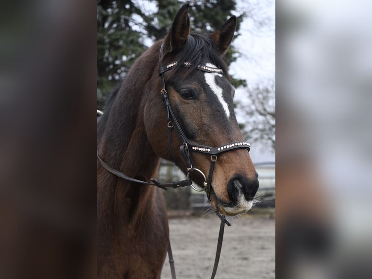 Cavallo da sella tedesco Giumenta 16 Anni 164 cm Baio in Ismaning