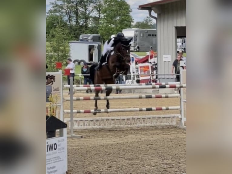 Cavallo da sella tedesco Giumenta 16 Anni 164 cm Baio in Ismaning