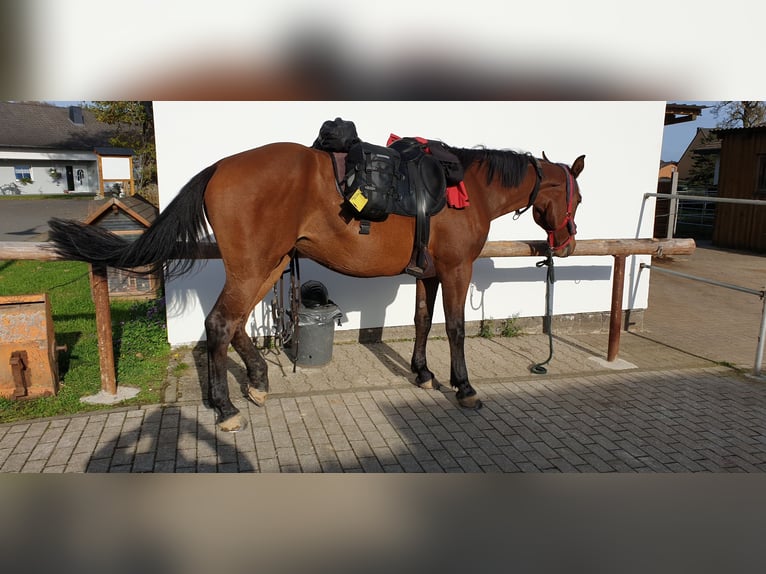 Cavallo da sella tedesco Mix Giumenta 16 Anni 165 cm Baio in Mülheim / Saarn