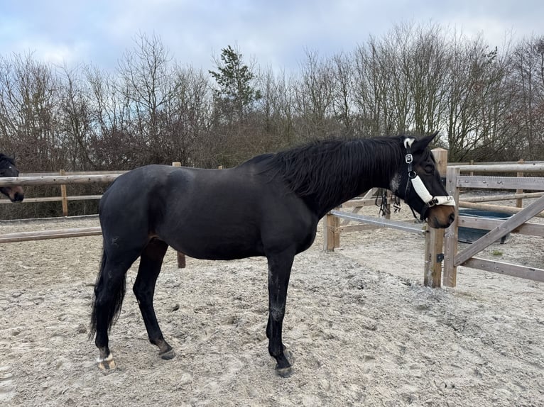 Cavallo da sella tedesco Giumenta 16 Anni 168 cm Baio scuro in Heimbach