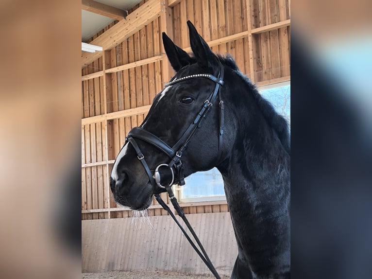 Cavallo da sella tedesco Giumenta 16 Anni 172 cm Baio scuro in Donaueschingen