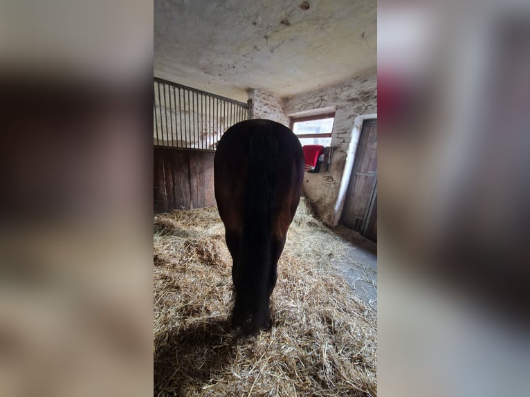 Cavallo da sella tedesco Giumenta 16 Anni 172 cm Baio scuro in Bad Salzungen