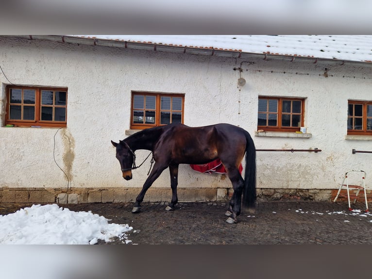 Cavallo da sella tedesco Giumenta 16 Anni 172 cm Baio scuro in Bad Salzungen