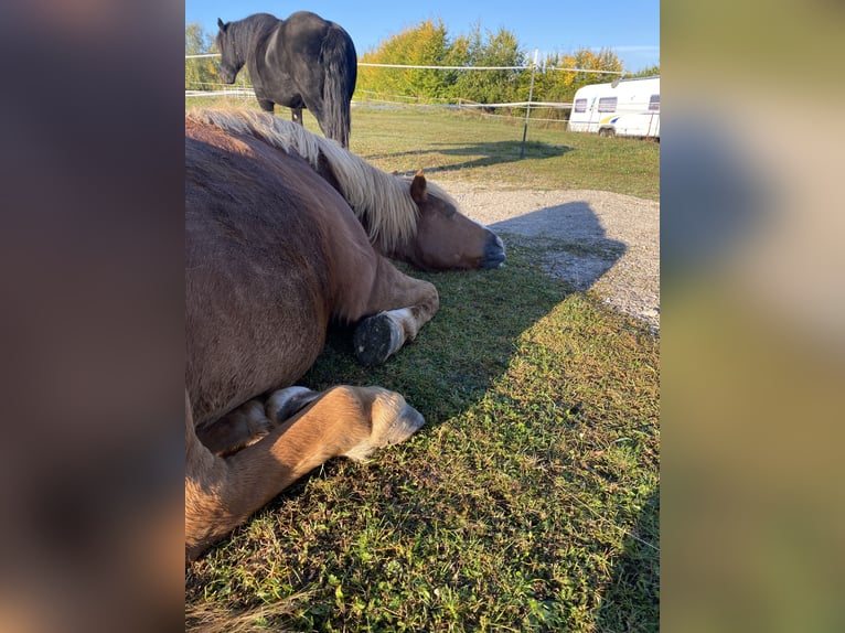 Cavallo da sella tedesco Mix Giumenta 17 Anni 140 cm Sauro in Unstrut-Hainich