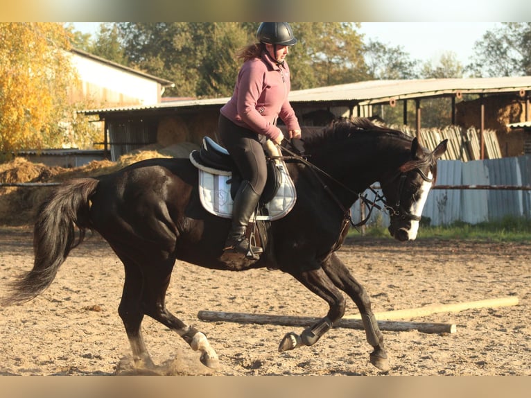 Cavallo da sella tedesco Giumenta 17 Anni 168 cm Morello in Bernsdorf