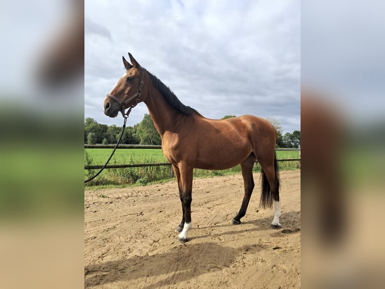 Cavallo da sella tedesco Giumenta 18 Anni 161 cm Baio in Stade
