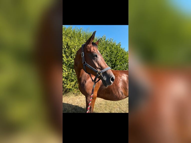 Cavallo da sella tedesco Giumenta 18 Anni 165 cm Baio in Heddesheim