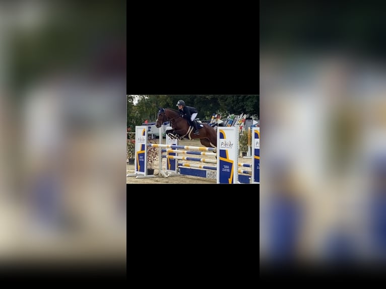 Cavallo da sella tedesco Giumenta 18 Anni 165 cm Baio in Heddesheim