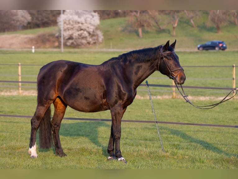 Cavallo da sella tedesco Giumenta 18 Anni 165 cm Baio scuro in Herrenberg