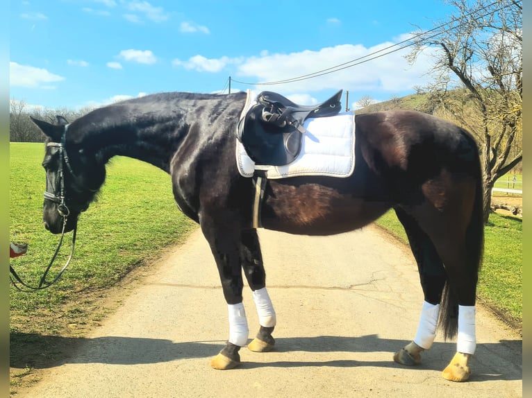 Cavallo da sella tedesco Giumenta 19 Anni 160 cm Morello in Mayen