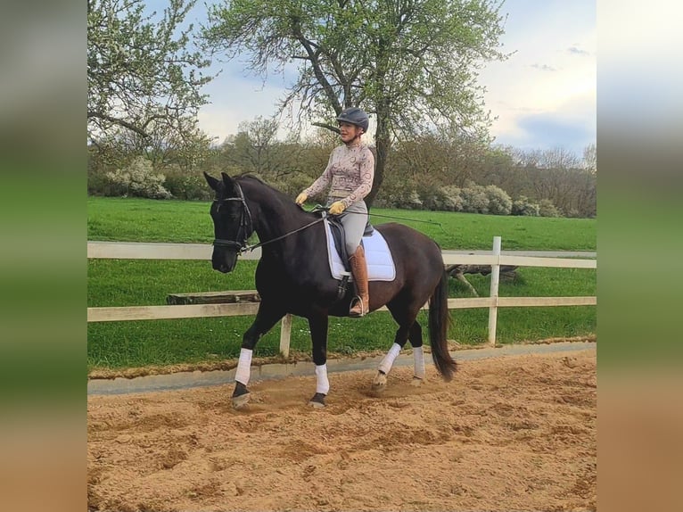 Cavallo da sella tedesco Giumenta 19 Anni 160 cm Morello in Mayen
