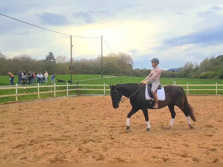 Cavallo da sella tedesco Giumenta 19 Anni 160 cm Morello in Mayen