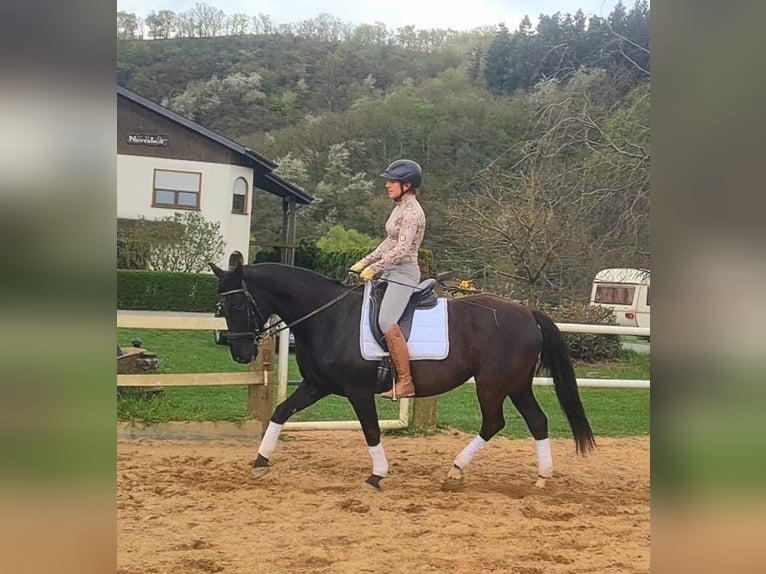 Cavallo da sella tedesco Giumenta 19 Anni 160 cm Morello in Mayen
