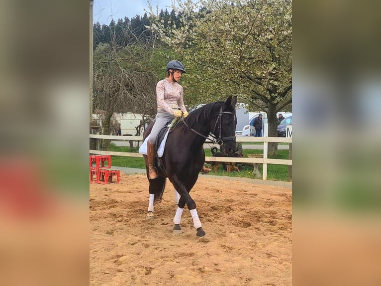 Cavallo da sella tedesco Giumenta 19 Anni 160 cm Morello in Mayen