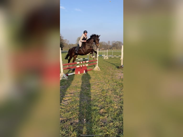 Cavallo da sella tedesco Giumenta 19 Anni 174 cm Baio scuro in HandewitT