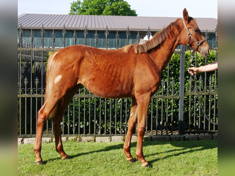 Cavallo da sella tedesco Giumenta 1 Anno 145 cm in Dorsten