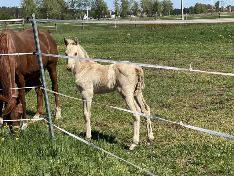 Cavallo da sella tedesco Giumenta 1 Anno 160 cm Palomino in Buchhain