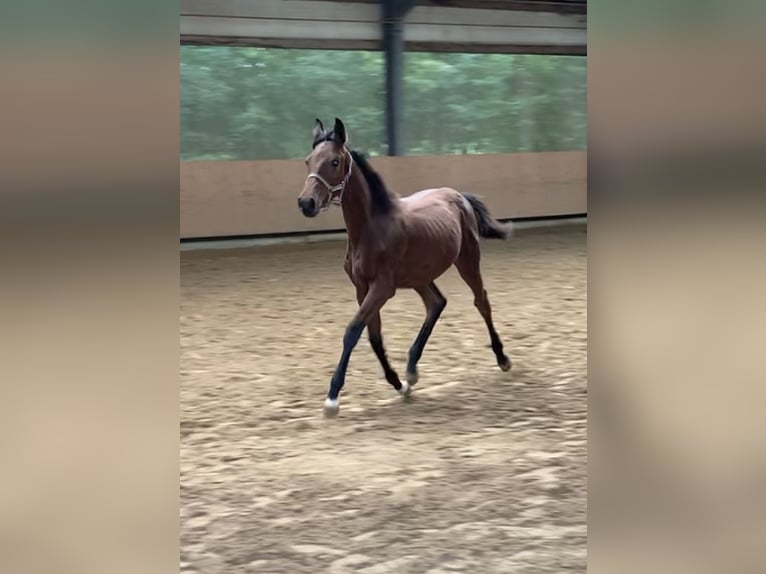 Cavallo da sella tedesco Giumenta 1 Anno 170 cm Baio in Hasbergen